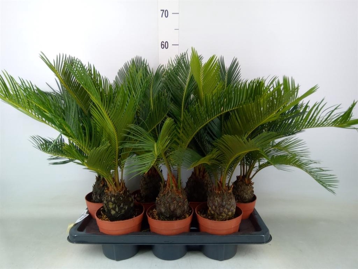 <h4>Cycas revoluta</h4>