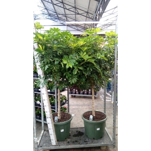 Schefflera arbor. 'Gold Capella'