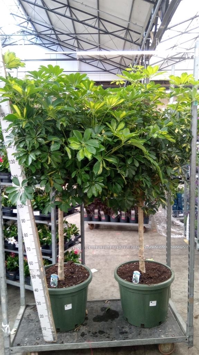 <h4>Schefflera arbor. 'Gold Capella'</h4>