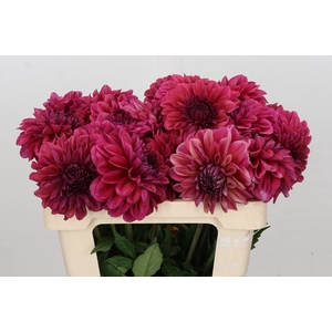 Dahlia Perch Hill