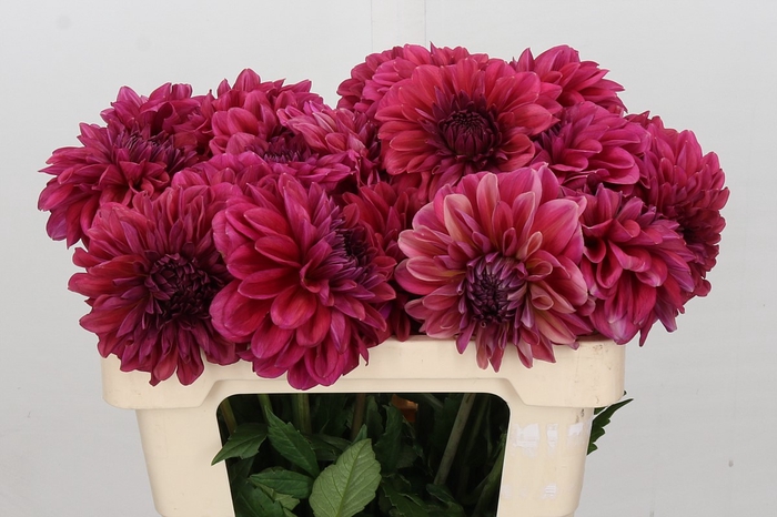 <h4>Dahlia Perch Hill</h4>