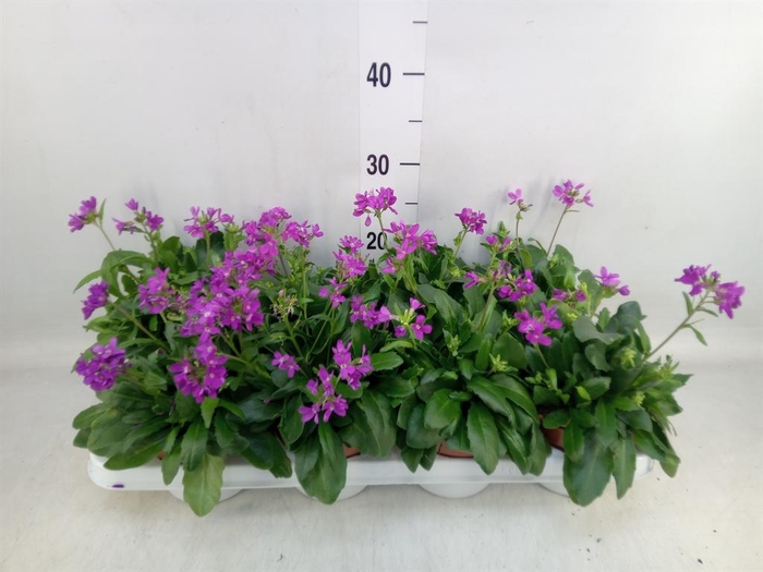 <h4>Arabis caucasica 'Rosea'</h4>