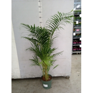 Dypsis lutescens   ...Chrysalidoca