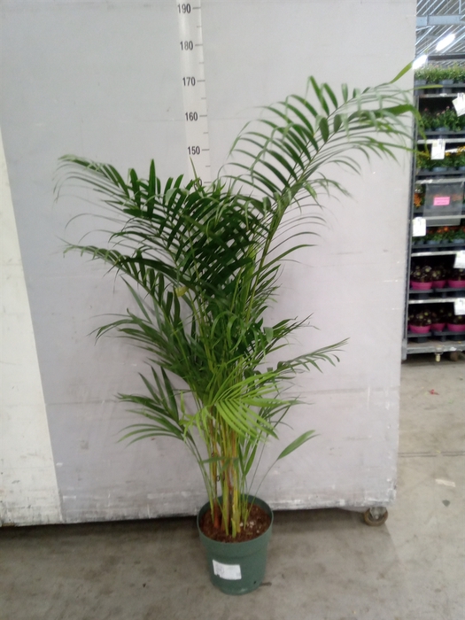 <h4>Dypsis lutescens   ...Chrysalidoca</h4>