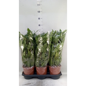 Philodendron xanadu
