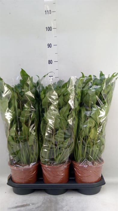<h4>Philodendron xanadu</h4>