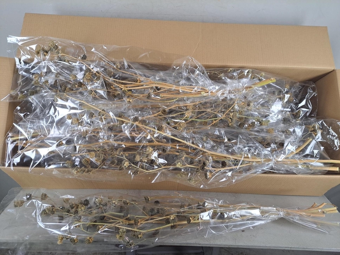 <h4>DF Lavatera Bs</h4>