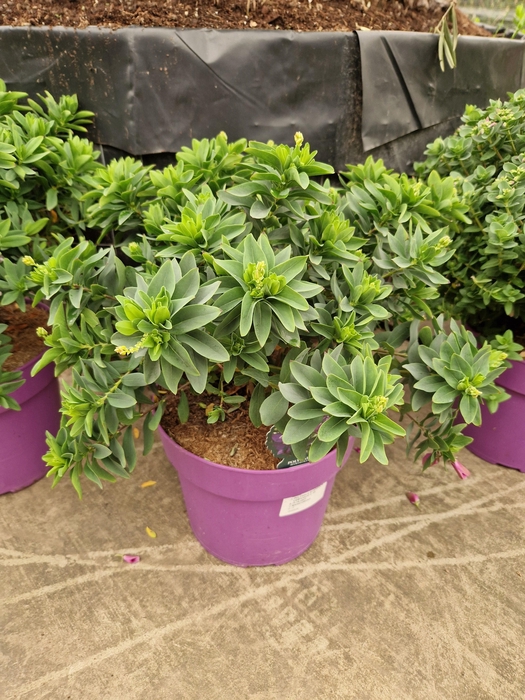 <h4>POLYGA MYRTIFOLIA</h4>