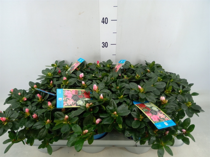 <h4>Rhododendron SI 'Hellmut V' ..mix 6</h4>