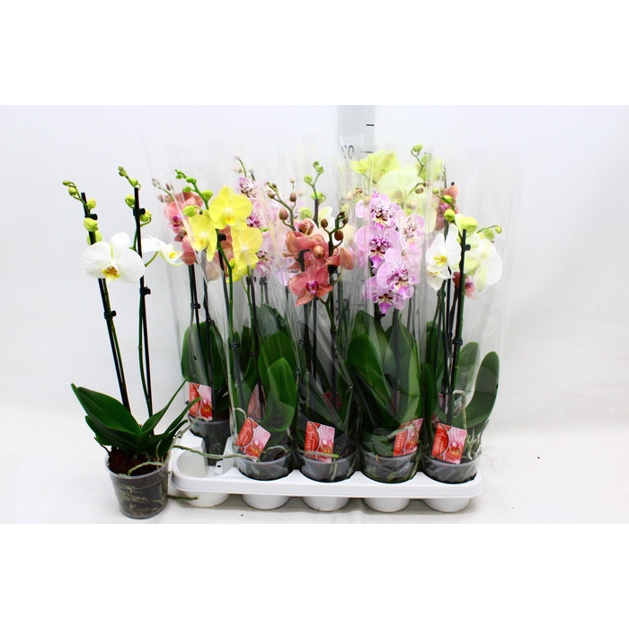 <h4>PHAL GEM</h4>
