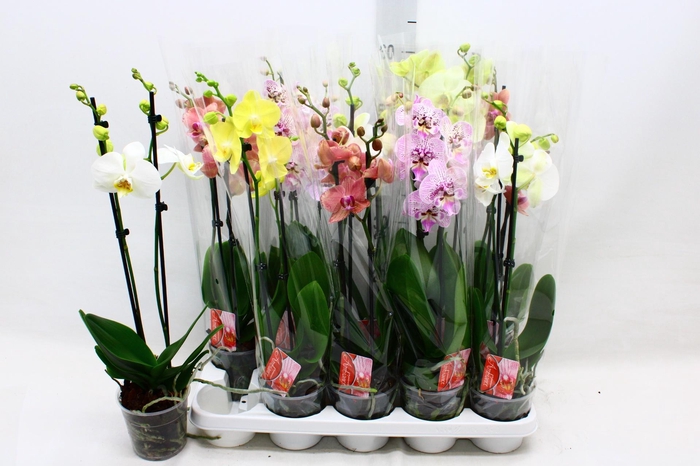 PHAL GEM
