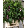 Chelone Obliqua