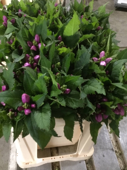 Chelone Obliqua