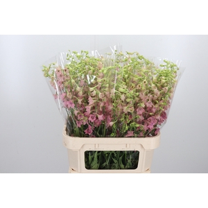 Delphinium Be Pink Sensation
