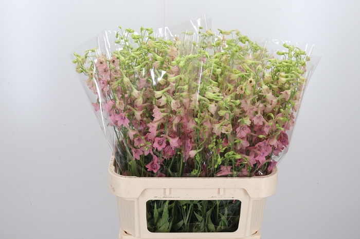 <h4>Delphinium Be Pink Sensation</h4>