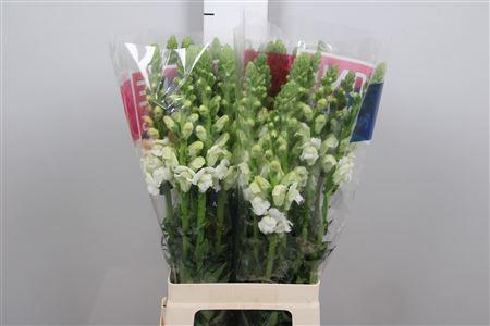 <h4>Antir Mary White</h4>