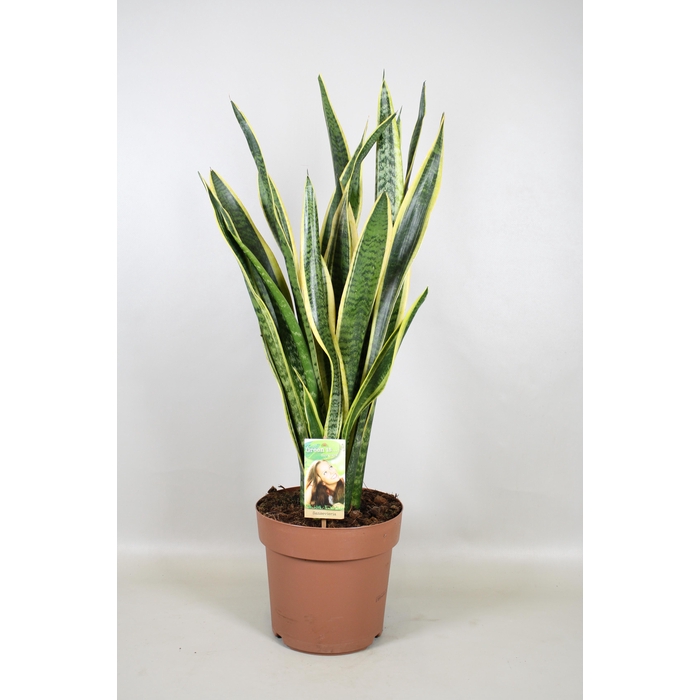 <h4>Sansevieria Laurentii</h4>