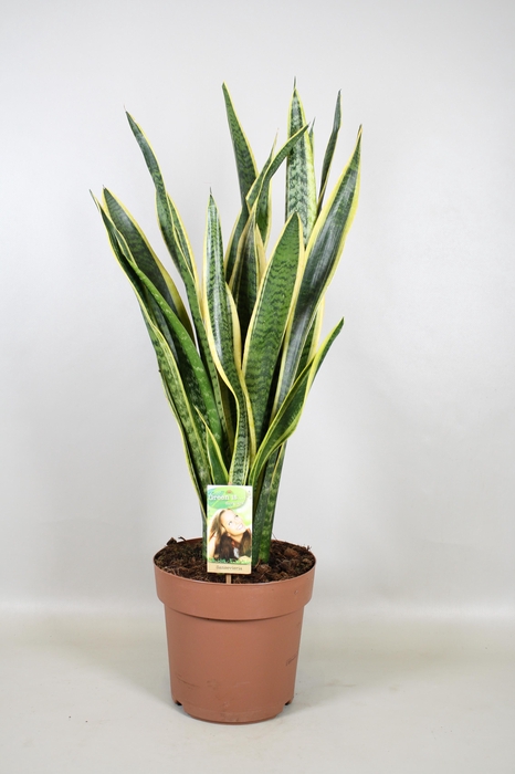 Sansevieria Laurentii