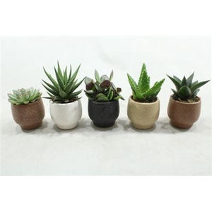 0965 Succ. Colour MIX