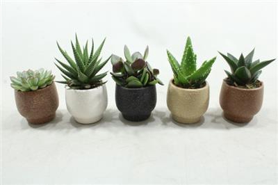 <h4>0965 Succ. Colour MIX</h4>