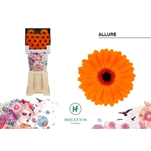 Germini Allure Diamond