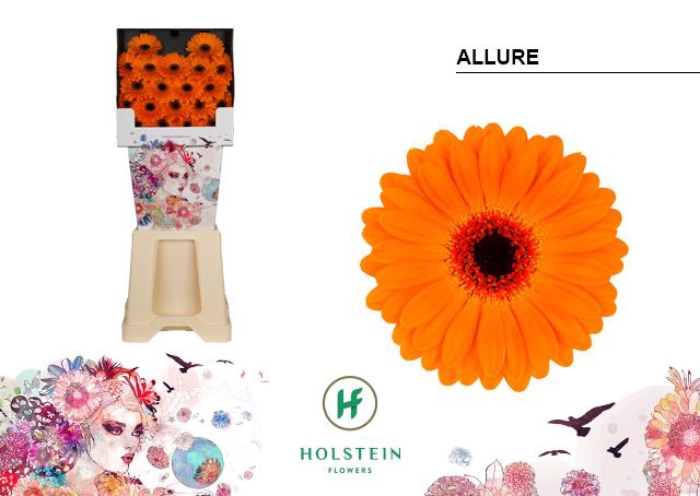 <h4>GE MI ALLURE Diamond x80</h4>