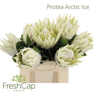 Protea cynaroides 'Ayoba Arctic Ic'