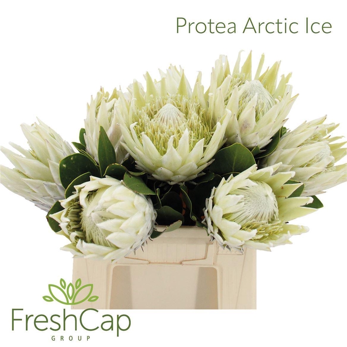 <h4>Protea cynaroides 'Ayoba Arctic Ic'</h4>