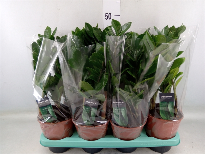 <h4>Zamioculcas zamiifolia</h4>