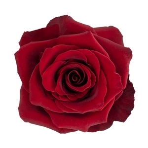 Rosa ec explorer
