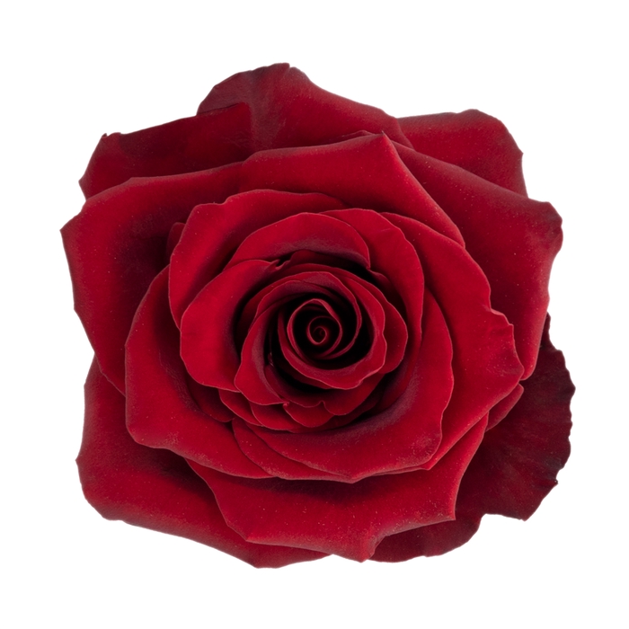 <h4>Rosa ec explorer</h4>