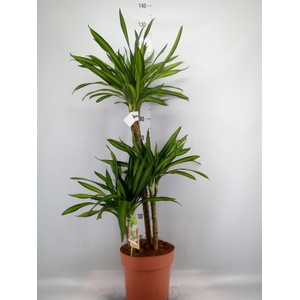 Dracaena frag. 'Riki'