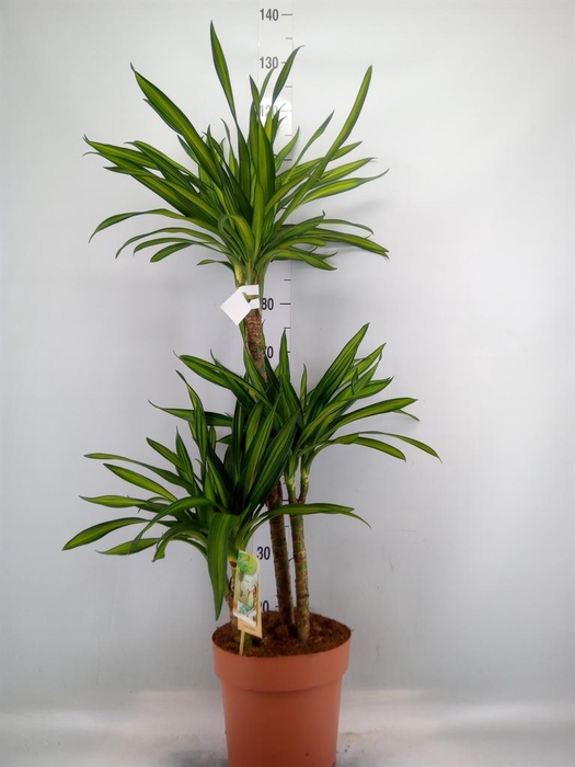 <h4>Dracaena frag. 'Riki'</h4>