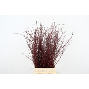 Betula Bs Paint Bordeaux Red