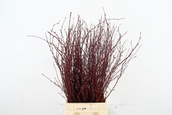 <h4>Betula Bs Paint Bordeaux Red</h4>