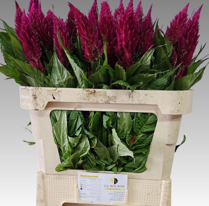 <h4>Celosia Century Purple GJ Bouwer</h4>