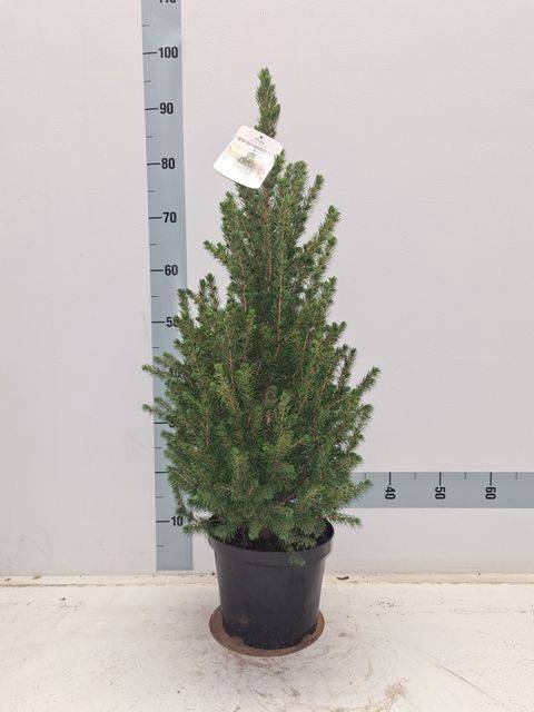 <h4>PICEA GL CONICA</h4>