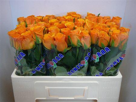 <h4>R Gr Tycoon</h4>