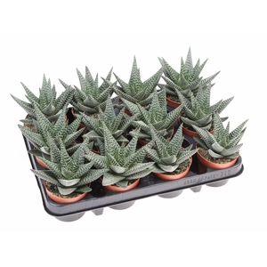 xGasterhaworthia  'Royal Highness'