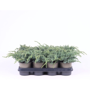 Juniperus squamata Blue Carpet