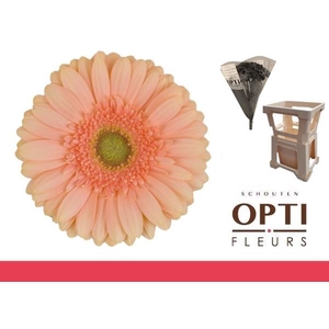 Gerbera Pre-Extase Water / Hoes