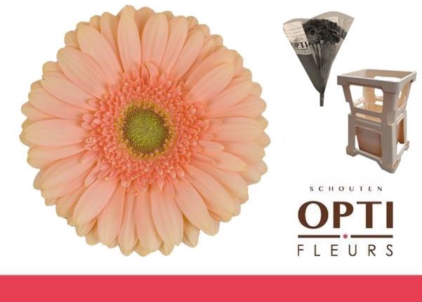 <h4>Gerbera Pre-Extase Water / Hoes</h4>