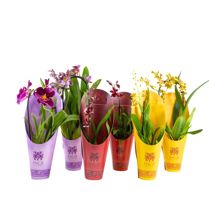 <h4>Inca Rainbow mix 1 spike incl. cascade 9cm in luxury potcovers</h4>