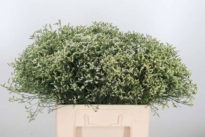 <h4>Lim Sin China White</h4>