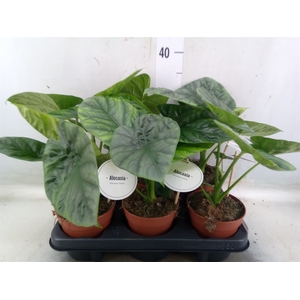Alocasia   ...