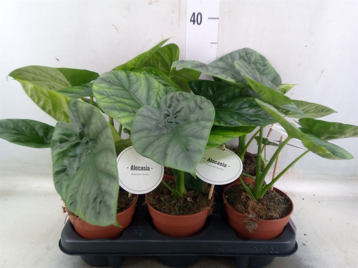 <h4>Alocasia   ...</h4>