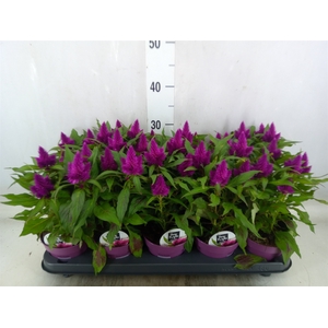 Celosia arg. SP 'Deep Purple'