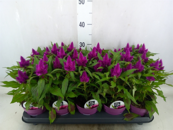 <h4>Celosia arg. SP 'Deep Purple'</h4>