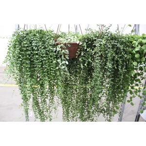 DISCHIDIA C21 VARIADO