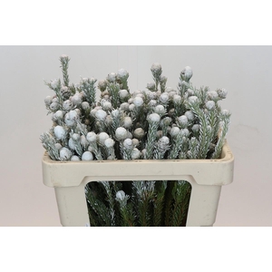 Kaaps Groen Tortum White